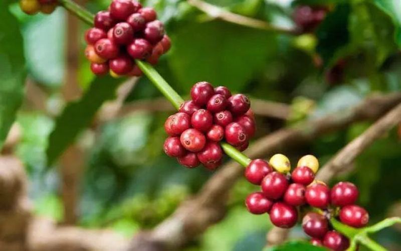 A Comprehensive Guide to Galápagos San Cristóbal Coffee: Organic Farming, Flavor Profile & Brewing Tips