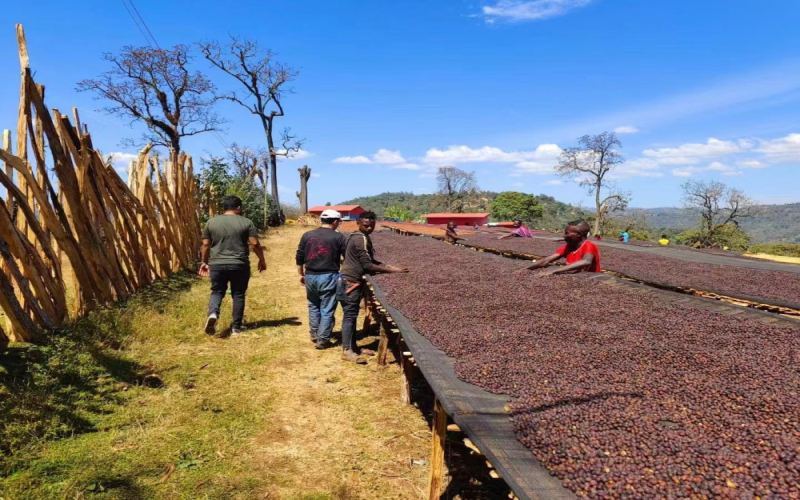 Unveiling the Pour Over Flavor Profile of Huakui 6.0: Differences from 5.0 & Starter Guide for the 2022 New Crop