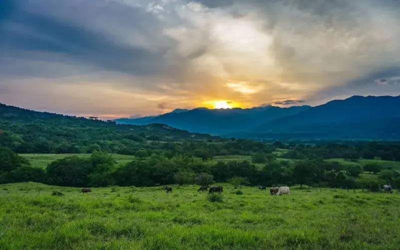 A Complete Guide to Colombian Coffee Regions: From Post-War Revival to Specialty Flavor Profiles