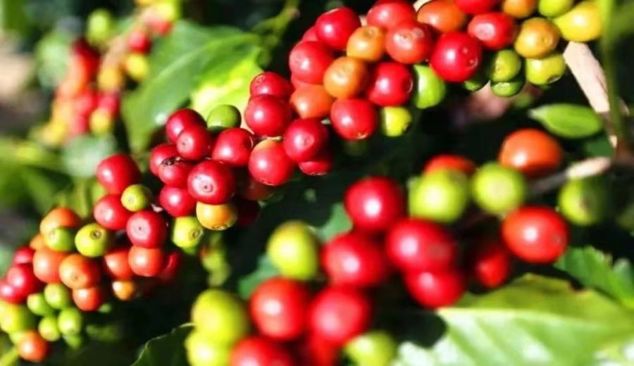 The Ultimate Guide to Jamaican Blue Mountain Coffee: Region, Grade, Brewing Parameters & Authenticity Check