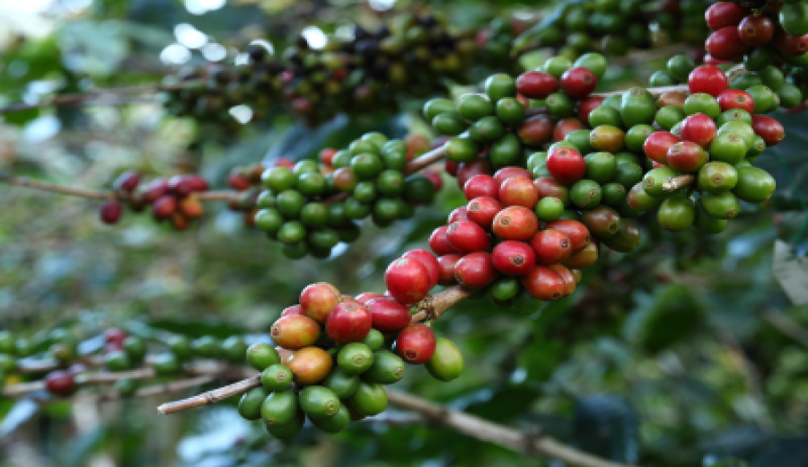 Analysis of Sun-Dried Yirgacheffe Wolkka Beans: Almond Aroma, Terroir, and Brewing Recommendations