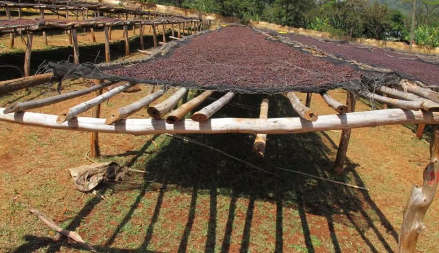 In-depth Analysis of Ethiopia's Bensa Micro-region: A Complete Guide to Sidama Coffee Processing Methods and Flavor Origins