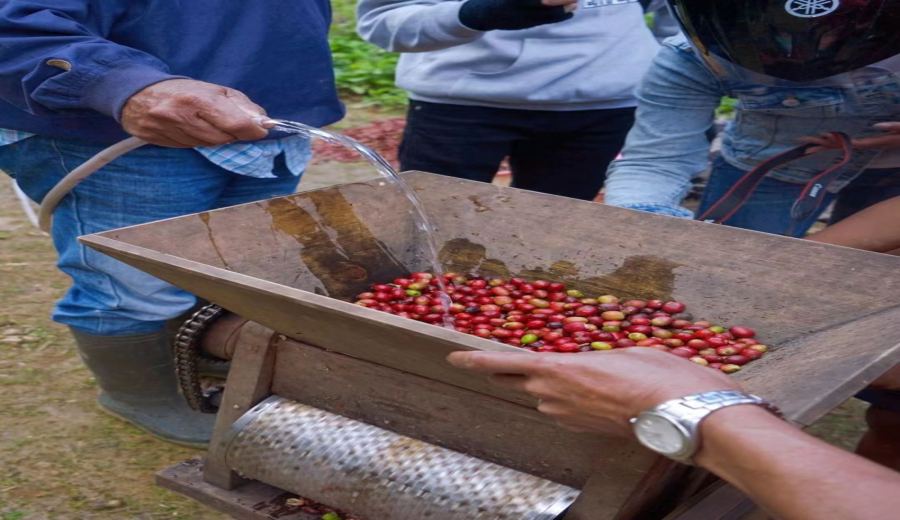 Flavor Analysis of Aceh Tiger Mandheling | Guide to Wet-Hulled Processing Characteristics and Pour Over Parameters