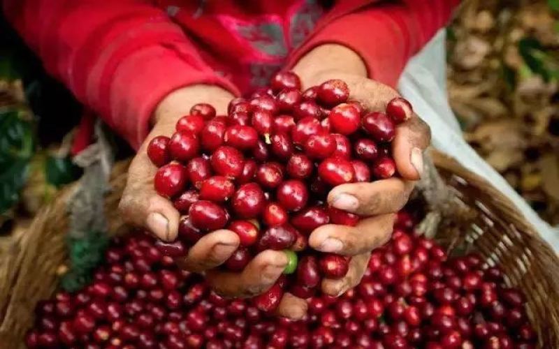 Galápagos San Cristóbal Island Coffee: Bourbon Beans with High-Altitude Flavor Grown at Low Altitude of 500 Meters