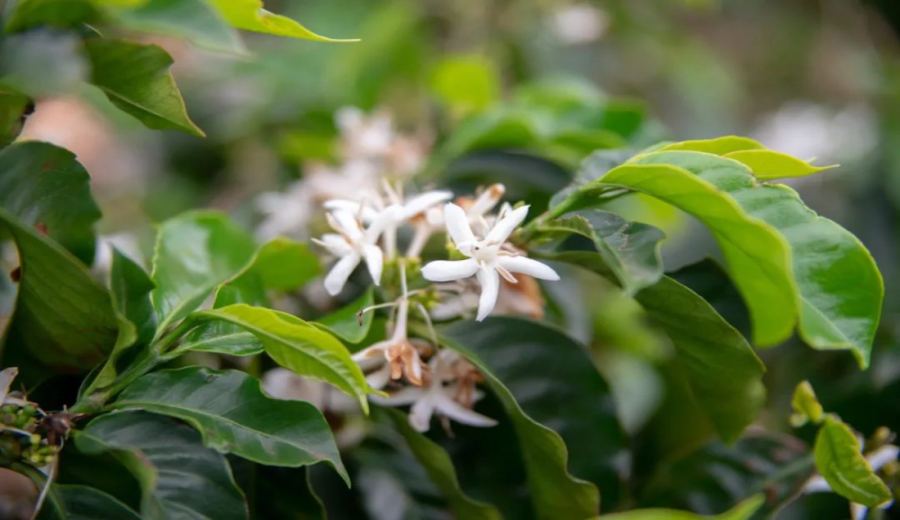 In-depth Comparison of Panamanian and Ethiopian Gesha Coffees | A Complete Analysis of Flavor, Processing, and Pour Over Parameters