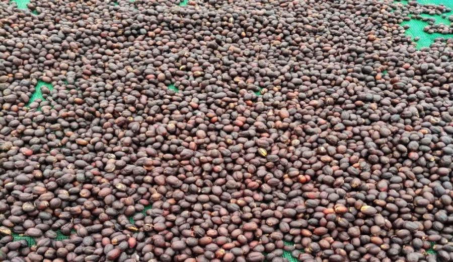 Complete Guide to Yirgacheffe Coffee Beans: Varieties, Processing Methods, Regional Differences, and Brewing Recommendations