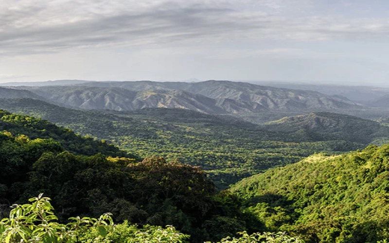 Complete Guide to Yirgacheffe Coffee: Terroir, Processing Methods, Quality Grades & Pour Over Parameters