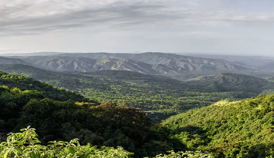 Complete Guide to Yirgacheffe Coffee: Terroir, Processing Methods, Quality Grades & Pour Over Parameters