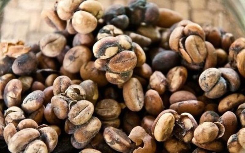 Is kopi luwak specialty coffee? A comprehensive guide to the flavors and origins of Indonesian civet coffee