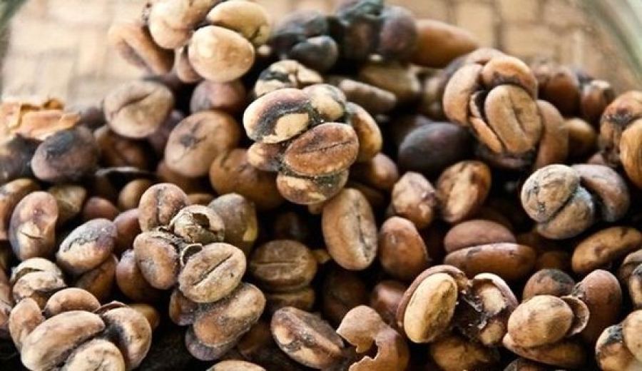 Is kopi luwak specialty coffee? A comprehensive guide to the flavors and origins of Indonesian civet coffee