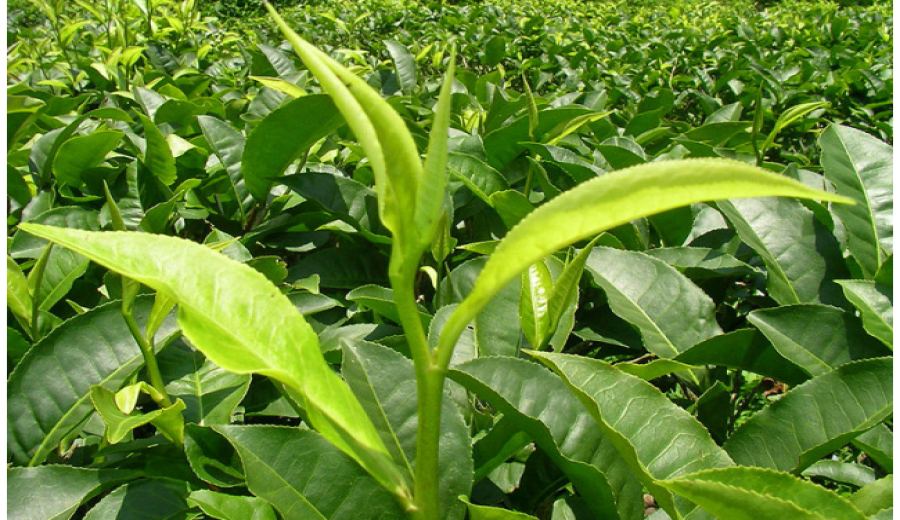 Organic Black Tea vs. Regular Black Tea: Analyzing Flavor Differences and Sustainable Tea Farming Practices