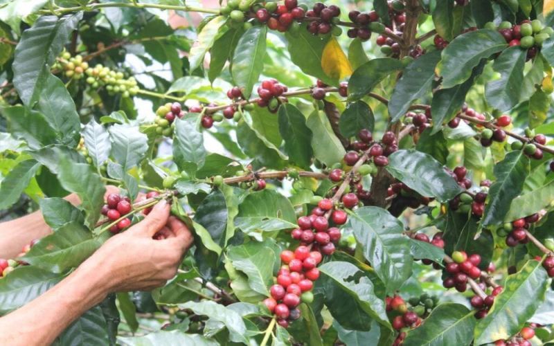 A Comprehensive Guide to Vietnam’s Coffee Industry: From Regional Characteristics to the Art of Robusta Blending