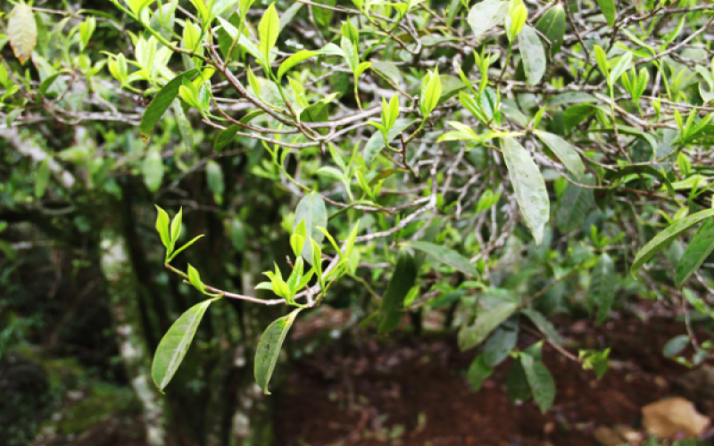 How is Ye Laixiang Single Bush Oolong Made? A Complete Guide to Its Craftsmanship and Weight Loss Benefits