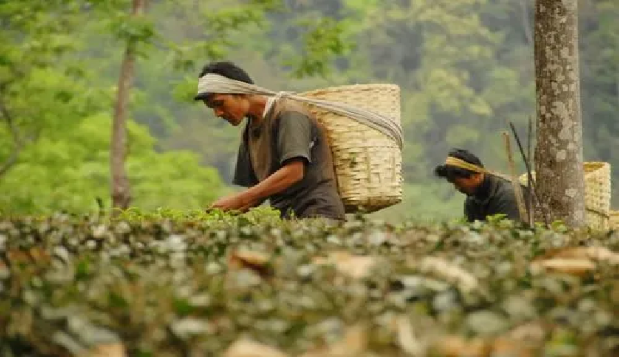 Vietnamese Robusta coffee prices skyrocket amid Red Sea crisis and farmer reluctance to sell — how is the market being impacted?