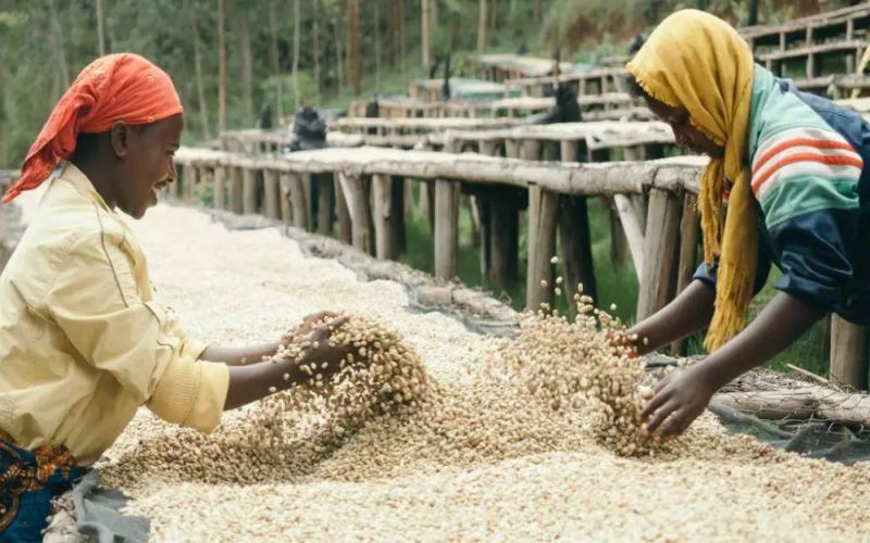 Recommended African Specialty Coffee Beans | Analysis of Bright Acidity, Regional Flavors, and Pour Over Parameters