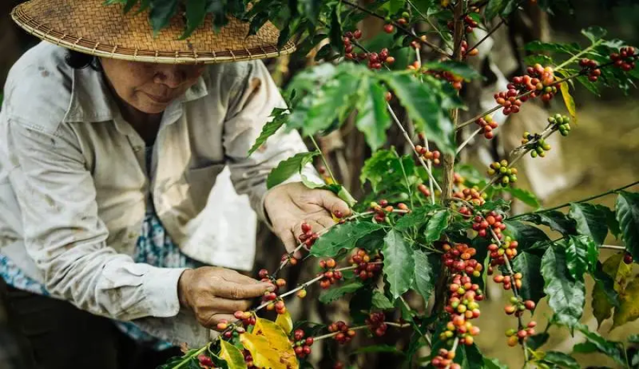 2024 Vietnamese Robusta Coffee Price Trend Analysis: How Supply Shortages Are Impacting the Market?