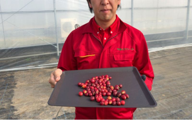 The pre-sale of Japan’s first greenhouse-grown coffee beans sells out — why are they priced at 1,500 yuan per kilogram?