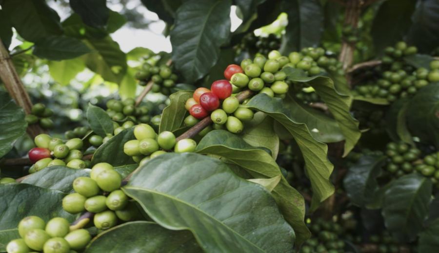 Costa Rica Musician Series Coffee Beans: Flavor Comparison and Pour Over Recommendations for Bach, Beethoven, and Mozart