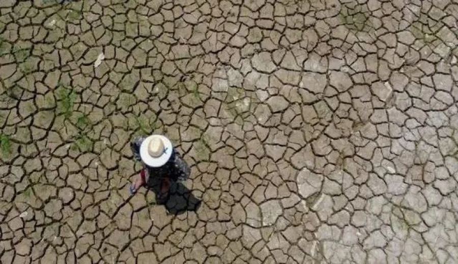 Brazil drought and wildfires rage on！Coffee-growing regions face unprecedented challenges and risks