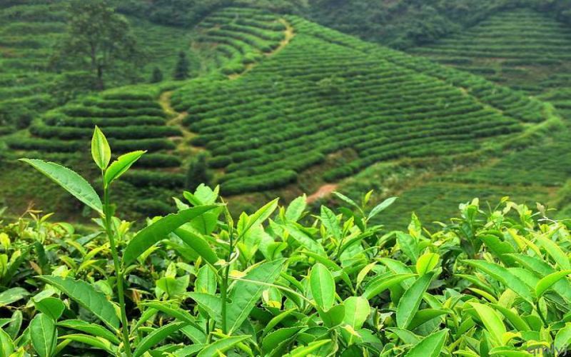 How to Choose Nepalese Highland Black Tea? A Complete Guide to Seasonal Flavors, Regional Characteristics, and Brewing Tips