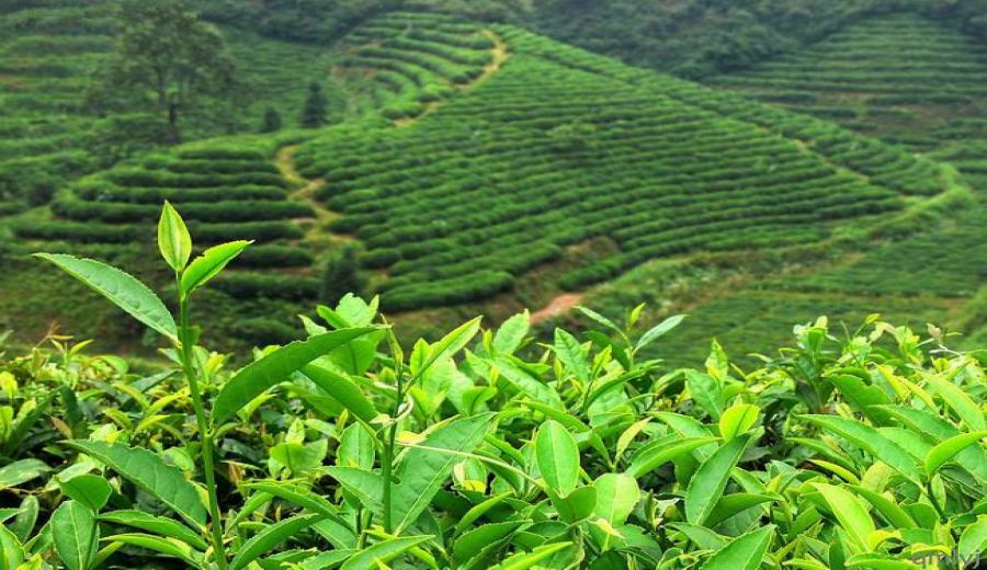 How to Choose Nepalese Highland Black Tea? A Complete Guide to Seasonal Flavors, Regional Characteristics, and Brewing Tips