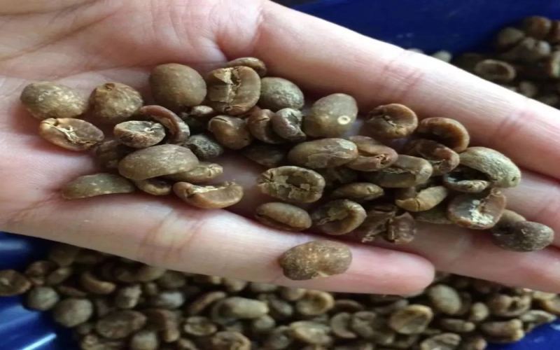 Aged Coffee Beans Flavor Analysis | Complete Guide to Mandheling Aging Process
