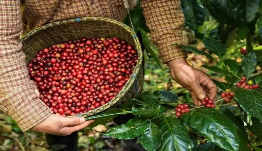 Under the EU’s new deforestation-free regulation, JDE Peet’s and Enveritas build a sustainable coffee chain covering five major producing regions