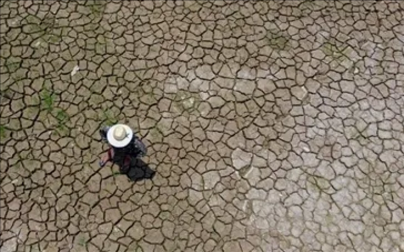 Brazil’s Thousand-City Drought: Analysis of Accelerated Harvesting and Shrinking Coffee Supply in Major Growing Regions