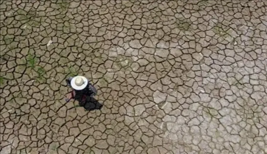 Brazil’s Thousand-City Drought: Analysis of Accelerated Harvesting and Shrinking Coffee Supply in Major Growing Regions