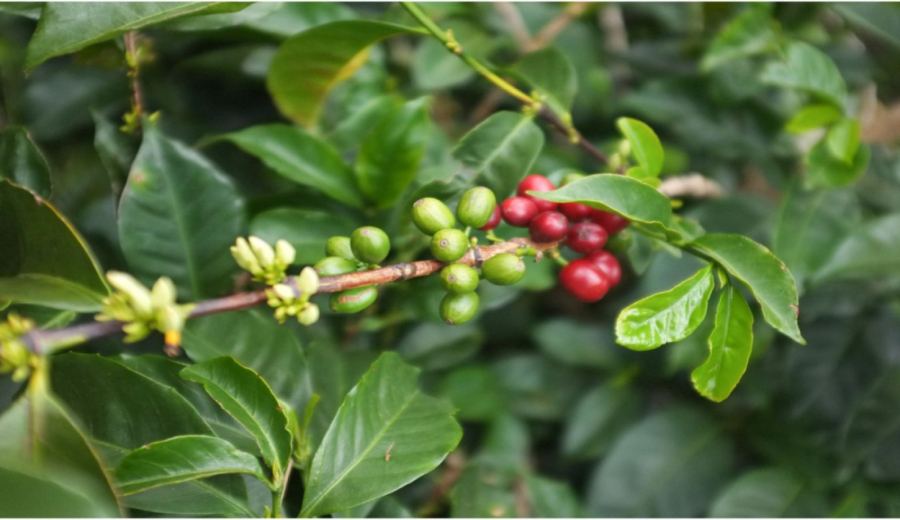 Analysis of Yunnan Typica Coffee Varieties: A Pour Over Flavor Guide from Zhukula Ancient Trees to Baoshan Region