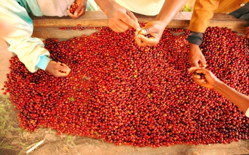 A Complete Guide to Yirgacheffe Coffee: Regional Characteristics, Processing Methods, and Pour Over Brewing Techniques