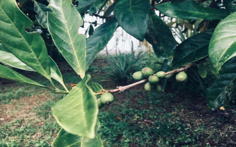 Typica and Bourbon: Flavor Analysis and Cultivation Characteristics of Arabica’s Two Classic Subvarieties