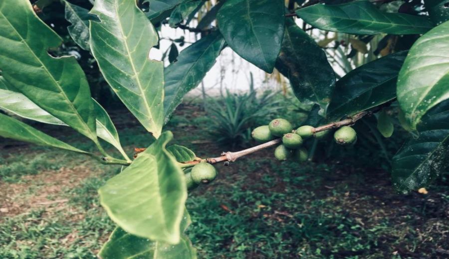 Typica and Bourbon: Flavor Analysis and Cultivation Characteristics of Arabica’s Two Classic Subvarieties