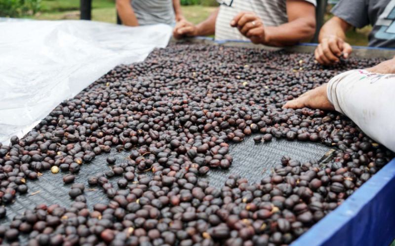 Costa Rica Tarrazú Honey Process Coffee: A Complete Guide to the Milagro Muscat Honey Flavor and Pour Over Settings