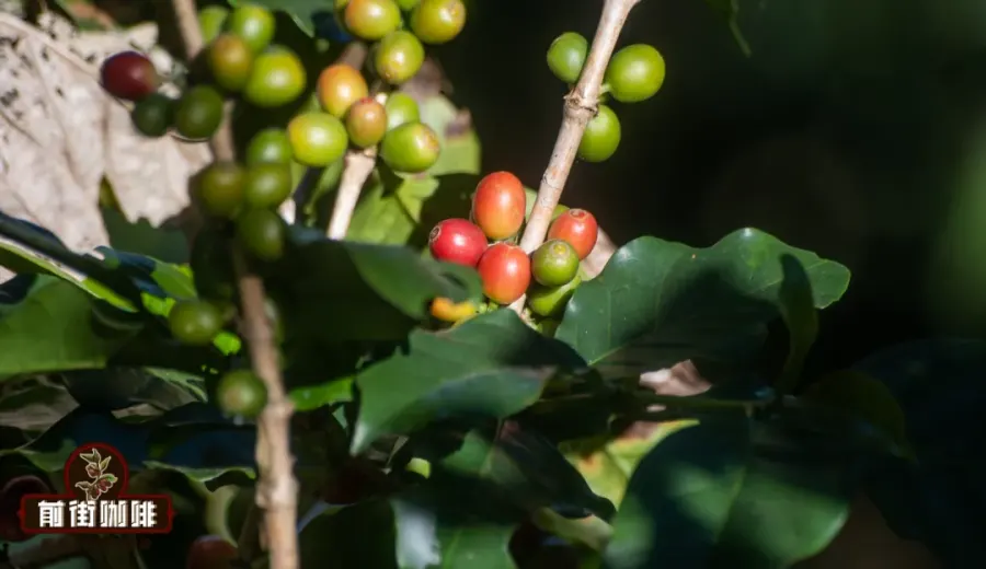 The Evolution of Yunnan Small-Bean Coffee: From Typica to Catimor, A Century of Industry Transformation