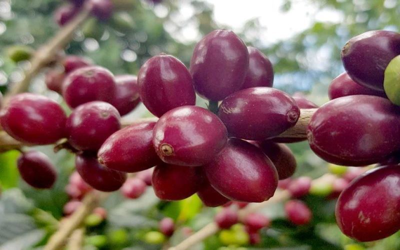 The Complete Guide to Flavor Evolution of Honey-Processed Coffee Beans: From Opening the Bag to Optimal Brewing Time
