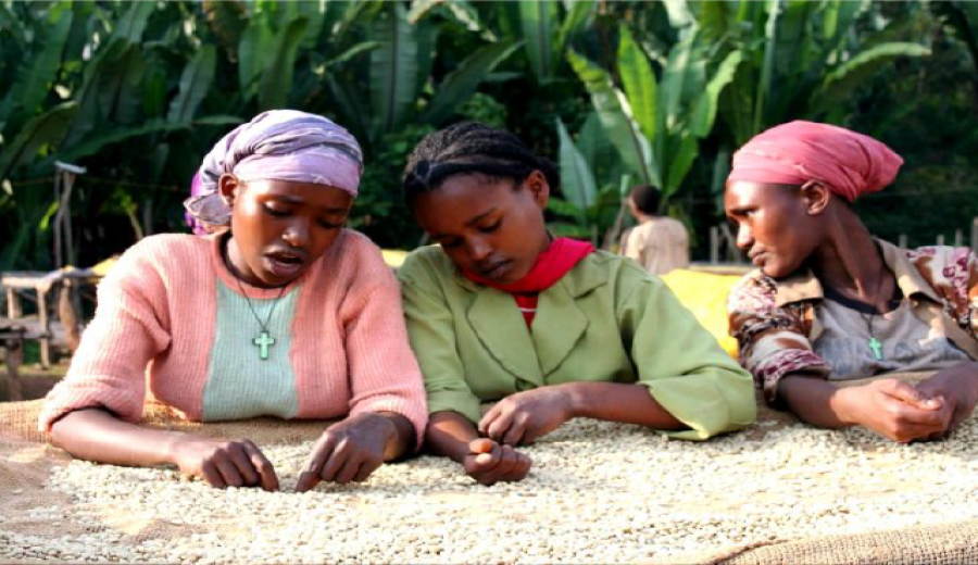 Complete Guide to Ethiopian Gesha Village Coffee Beans: From the Region to Gold Label Flavors and Pour Over Parameters