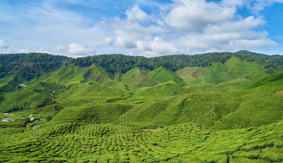 From China’s Tea Monopoly to India’s Rise: The History of Black Tea Trade and Global Supply Chain Shifts