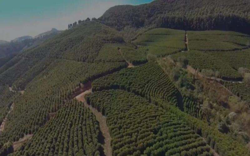 A Complete Guide to Brazil’s Pulped Natural Processing Method: Flavor, Craftsmanship & Top Specialty Origins