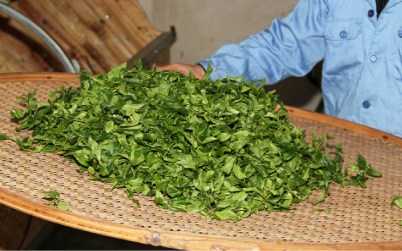 Phoenix Dancong Ginger Flower Aged Shuixian: How to Identify Authenticity & Analyze Aroma Characteristics