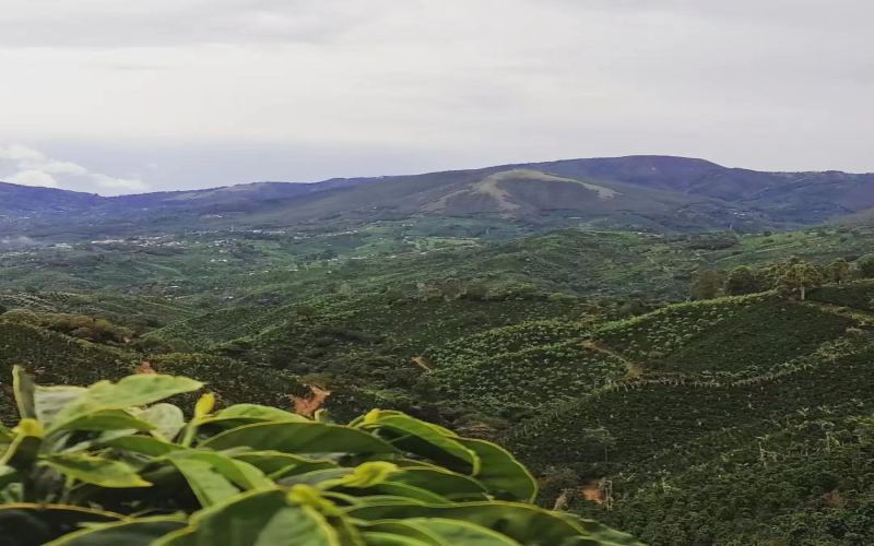 How to Choose Costa Rican Honey Processed Beans? A Guide to Seven Major Regions + Yellow, Red & Black Honey Flavor Profiles