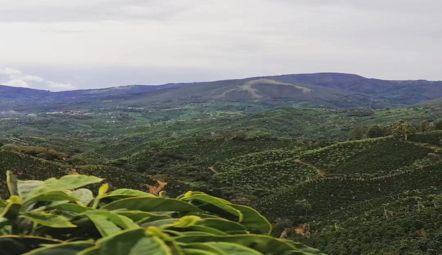 How to Choose Costa Rican Honey Processed Beans? A Guide to Seven Major Regions + Yellow, Red & Black Honey Flavor Profiles
