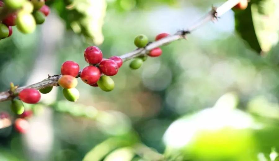 Unveiling F1 Coffee Varieties: A Comprehensive Look at Hybrid Vigor, Challenges, and Commercial Representatives