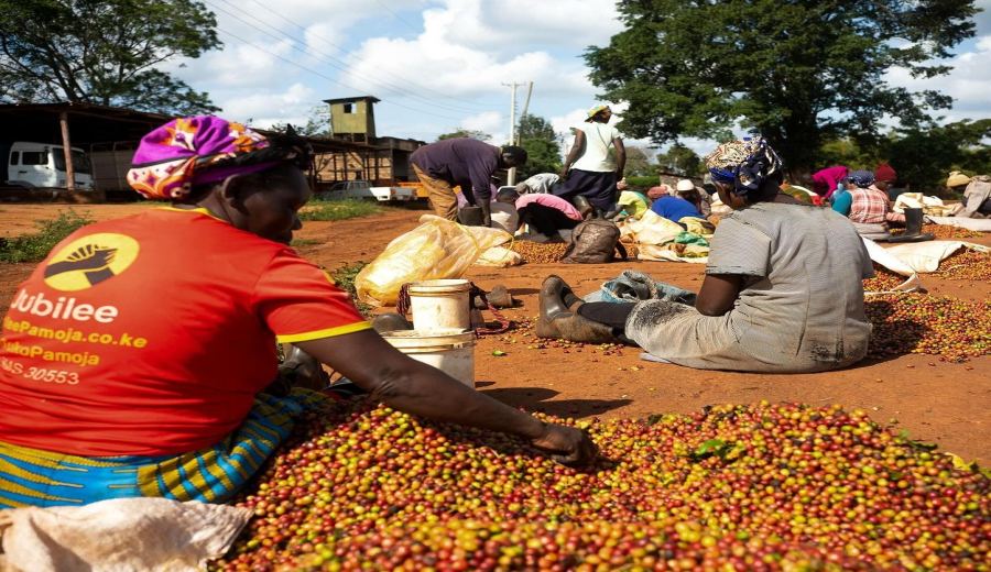 Kenya's Central-Western Coffee Region & K72 Washed Processing Flavor Profile | Guide to SL28/SL34 Varieties