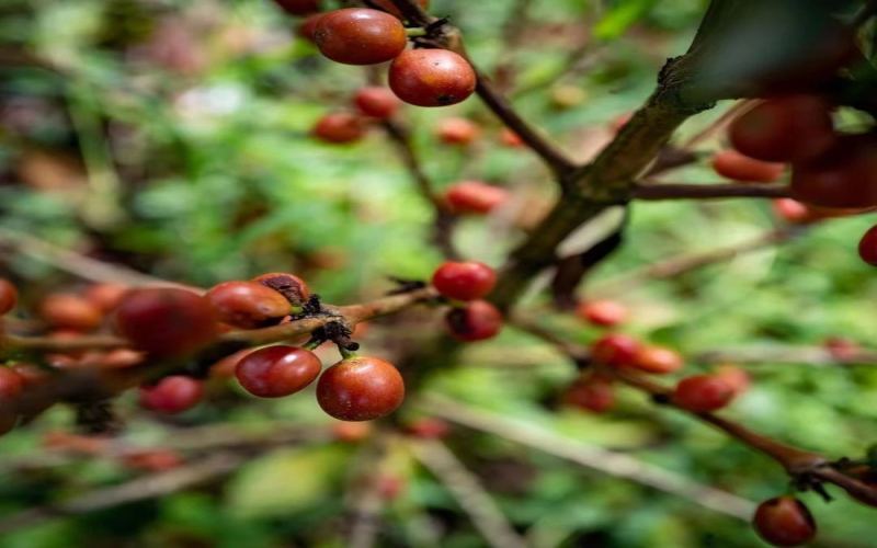 How to Choose Pink Bourbon Coffee? A Complete Guide from Genetics, Origins to Pour Over Flavors