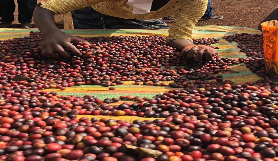 Kenyan Coffee Flavor Analysis: K72 Washed Process and Brewing & Growing Secrets of SL28/SL34 Varieties