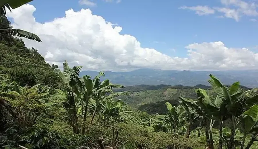 Getting Started with Guatemalan Huehuetenango Washed Beans | High-Altitude Hard Bean Pour Over Flavor Guide at 1800m Elevation