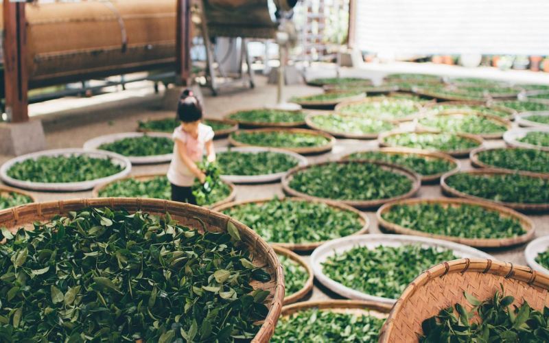 A Complete Guide to Tea Production: Differences and Flavor Formation Principles of Black Tea, Yellow Tea, and Dark Tea