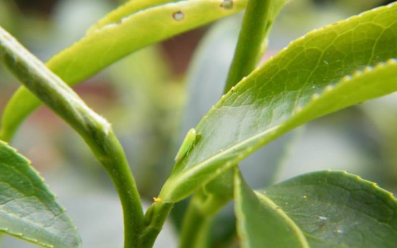 How to distinguish Honey Aroma Black Tea from Jin Xuan Tea? A complete guide to aroma tasting of Taiwan’s specialty teas