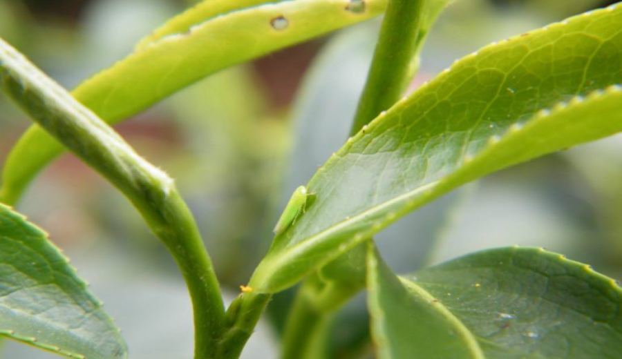 How to distinguish Honey Aroma Black Tea from Jin Xuan Tea? A complete guide to aroma tasting of Taiwan’s specialty teas